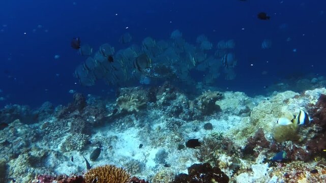Turtle swimming along a large school of spade fish