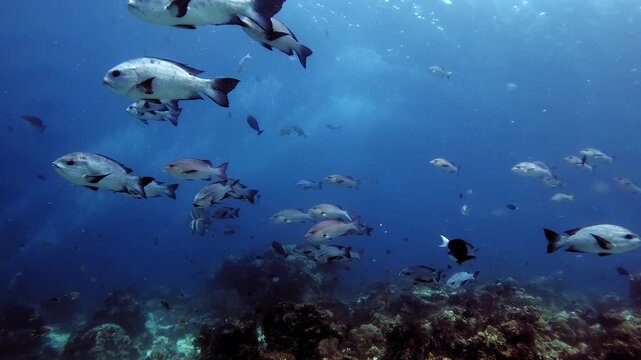 schooling snappers above a coral reef in clear blue water