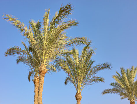 Date palms (Phoenix dactylifera) against a clear, blue sky.