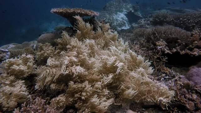 Beautiful soft coral gently waiving in ocean swell