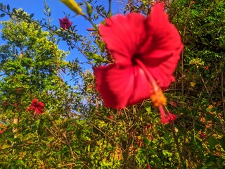 Vibrant Red Hibiscus Flower Blooming in a Sunny Tropical Garden © JohnnyMohAzar