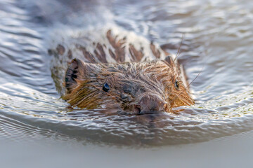 Close-up portrait of a European beaver (Castor fiber) swimming in calm freshwater. The wet fur, whiskers and eye are clearly visible, with gentle ripples surrounding the animal. © Albert