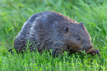 European Beaver (Castor fiber) Close-Up Wildlife Portrait. Gelderland in the Netherlands. © Albert