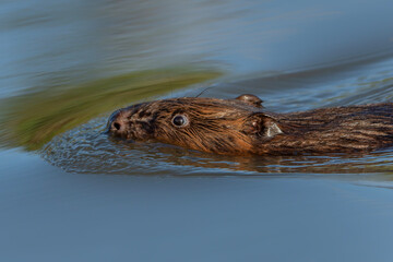 Close-up portrait of a European beaver (Castor fiber) swimming in calm freshwater. The wet fur, whiskers and eye are clearly visible, with gentle ripples surrounding the animal. © Albert