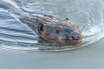 Close-up portrait of a European beaver (Castor fiber) swimming in calm freshwater. The wet fur, whiskers and eye are clearly visible, with gentle ripples surrounding the animal. © Albert