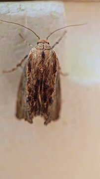 Vertical macro close-up shows a brown noctuid moth resting motionless on a wall with folded wings and long antennae.