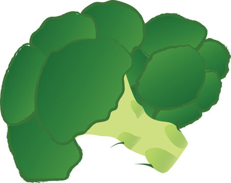 Fresh green broccoli vegetable isolated on a clean background, illustrated in a simple vector style.