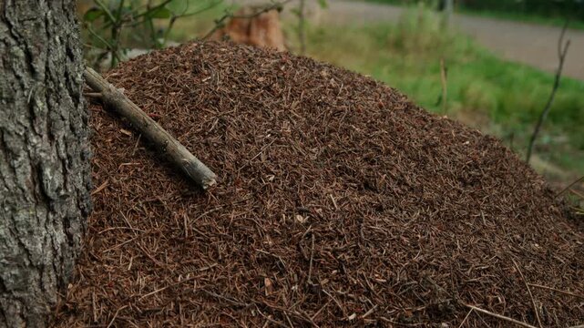Large anthill of needles and twigs sits at the base of a tree with forest path in soft focus, useful for ecology themes or insect behavior studies.