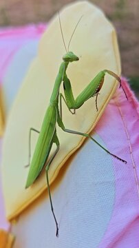 Vertical close-up shows a green praying mantis resting outdoors as the camera gently moves closer to its elongated body and folded front legs.