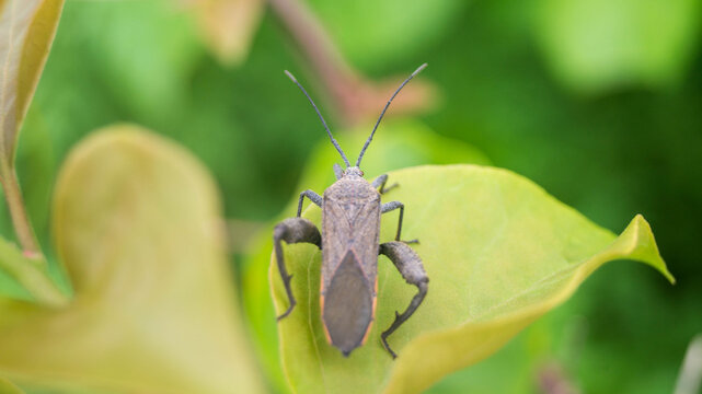 This insect is a leaf-footed bug, specifically belonging to the genus Acanthocephala. Taken from Las Pinas, NCR, Philippines.