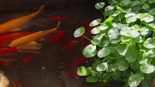 Koi carps swim in a pond among water lilies and copperheads