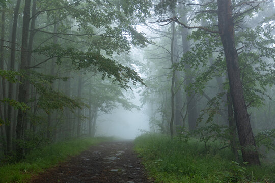 Fog at the Alpine pastures: a trail with artistic installations in the Modena Apennines