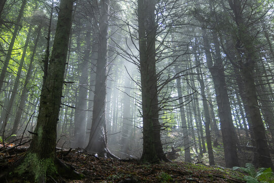 Fog at the Alpine pastures: a trail with artistic installations in the Modena Apennines