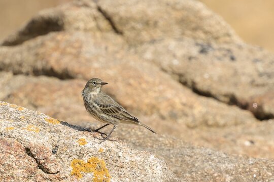 pipit maritime