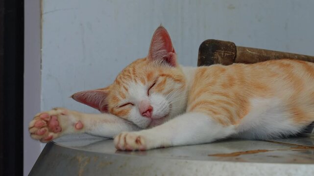 The orange and white domestic cat is sleeping peacefully on the countertop