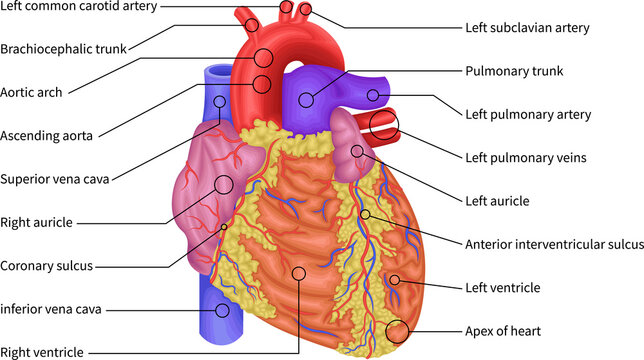 Human Heart Anatomy, Anterior View Showing Aorta, Pulmonary Arteries, Veins and Ventricles