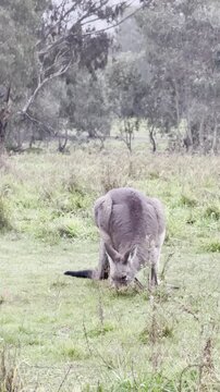 A female kangaroo with a joey in her pouch grazes on grass at Westerfolds Park &mdash; one of the best spots to see kangaroos near Melbourne, Victoria, Australia.