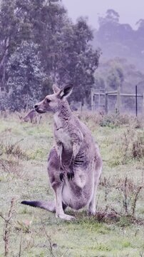 A female kangaroo with a joey in her pouch grazes on grass at Westerfolds Park &mdash; one of the best spots to see kangaroos near Melbourne, Victoria, Australia.