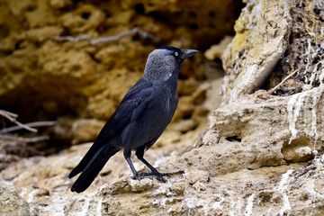 Obraz premium Dohle an einer Felswand // Western jackdaw (Coloeus monedula) - Andalusien, Spanien
