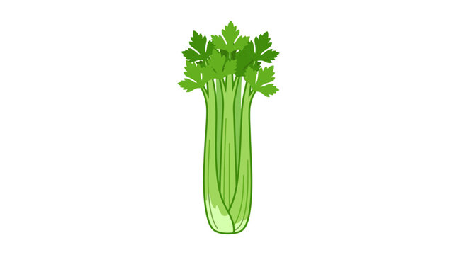 Fresh Green Celery Stalk Vegetable Illustration