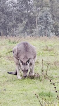 A female kangaroo with a joey in her pouch grazes on grass at Westerfolds Park &mdash; one of the best spots to see kangaroos near Melbourne, Victoria, Australia.