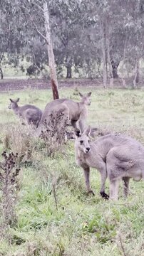 A female kangaroo with a joey in her pouch grazes on grass at Westerfolds Park &mdash; one of the best spots to see kangaroos near Melbourne, Victoria, Australia.