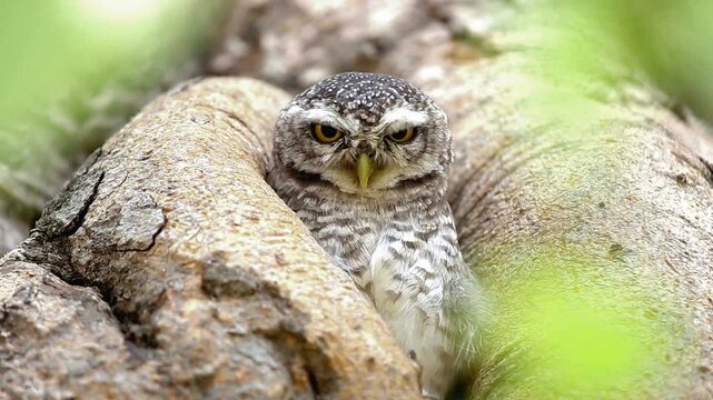 Spotted owlet peeking from tree hollow, wild owl perched in forest bark, nocturnal bird of prey in natural habitat, wildlife documentary footage