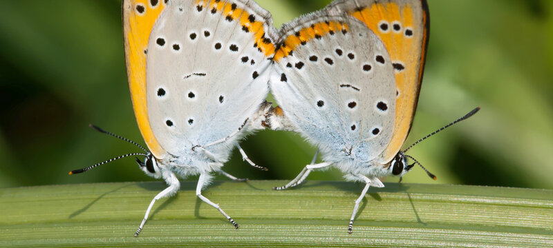 Two butterfly Polyommatus icarus. Colorful Blue orange gossamer-winged