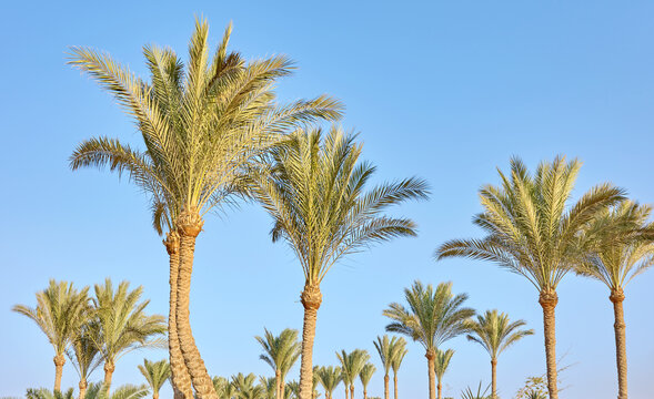 Date palms (Phoenix dactylifera) against a clear, blue sky.