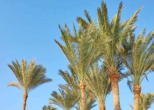 Date palms (Phoenix dactylifera) against a clear, blue sky.
