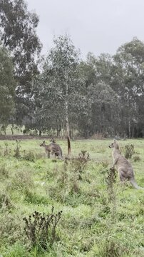 A female kangaroo with a joey in her pouch grazes on grass at Westerfolds Park &mdash; one of the best spots to see kangaroos near Melbourne, Victoria, Australia.