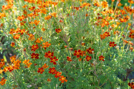 Marigolds Blooming in a Field with Red and Orange Flowers floral background