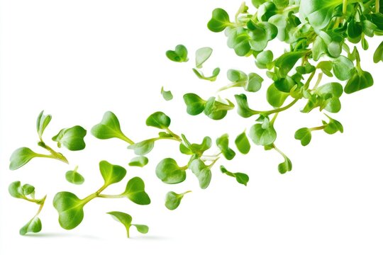 Fresh green microgreens scattered diagonally on a white background, showcasing vibrant young leaves and stems.