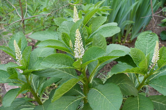 Buds and white flowers of Phytolacca acinosa in May