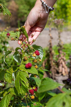 Hand Holding Ripe Raspberries on Garden Plant. Hand holding a raspberry branch with ripe red and unripe berries growing among green leaves in a sunny garden.