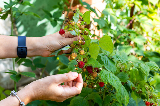 Hands Picking Ripe Raspberries from Garden Plant. Hands hold a raspberry branch with ripe red and unripe berries among green leaves in a sunny garden.