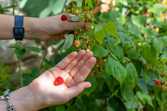 Fresh Raspberry in Hand During Garden Harvest. Freshly picked red raspberry rests in an open hand beside a fruiting raspberry plant with green leaves and unripe berries.