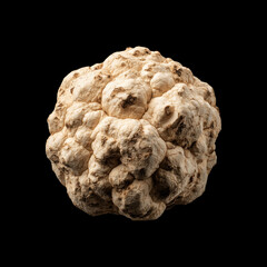 Fresh Bianchetto truffles isolated on black background with clipping path, great for culinary and gourmet themes © boule1301