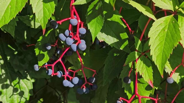 Parthenocissus quinquefolia Virginia creeper vine with green palmate leaves and dark blue ripe berries on contrasting bright red stems.