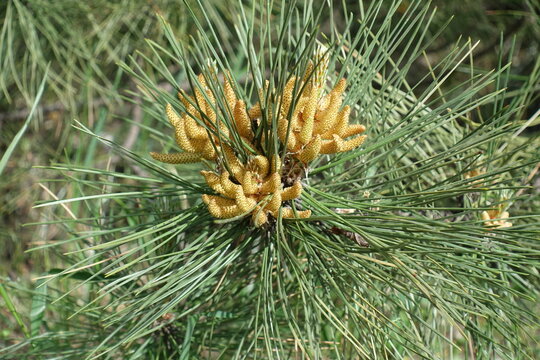 Pollen cones of Pinus sylvestris in May