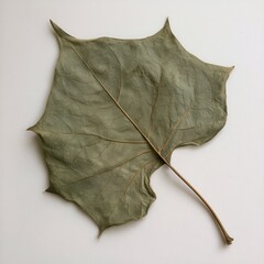 Obraz premium perfectly pressed dried Datura individual leaf, large scale peltate shape and vein network, withered grey-green color, against clean paper.