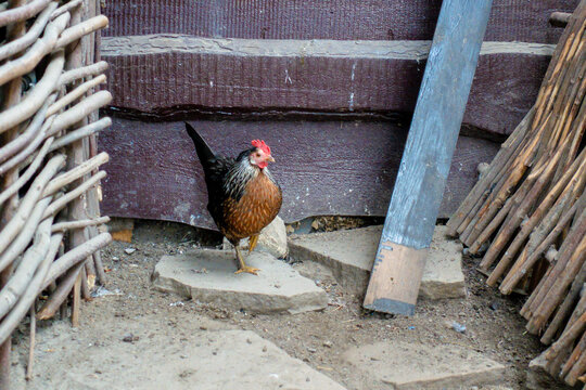 Domestic chicken standing on a stone in a rustic farmyard between wooden fences