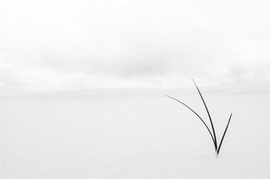 Grass growing on sand dune black and white monochrome
