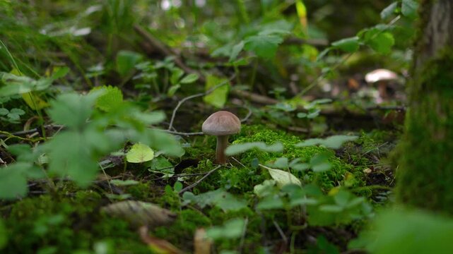 Close up of a small wild mycena mushroom growing on mossy ground in an autumn forest with a static camera shot.