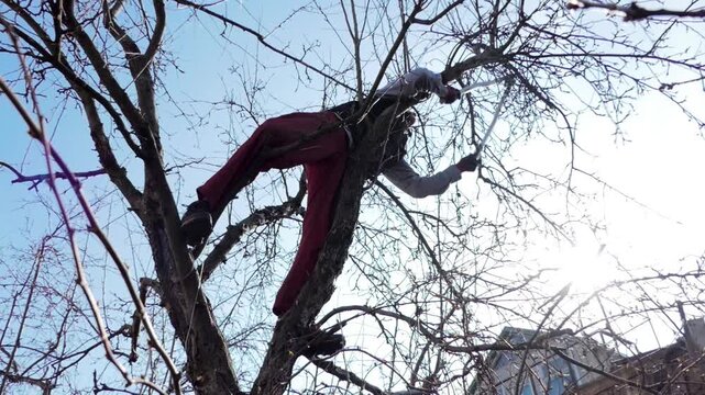 Gardener Pruning Fruit Trees in Early Spring Garden Outdoors