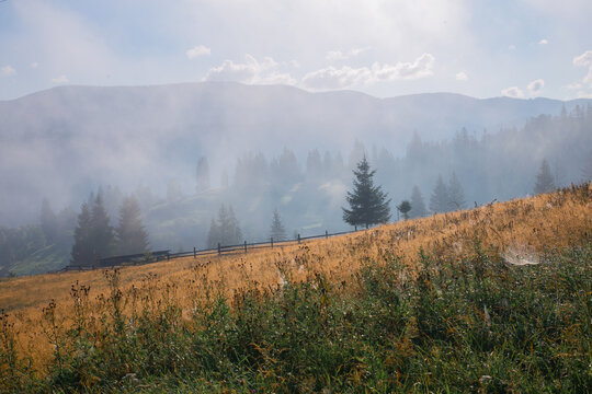 A tranquil morning scene in a mountainous forest, where mist gently covers the landscape, revealing pine trees and a dried grass field. The ground-level perspective offers a serene view ofl.