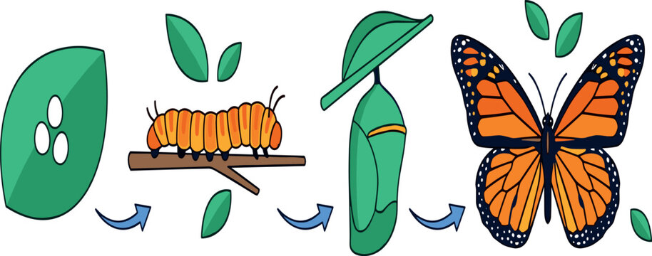 Butterfly life cycle vector diagram showing metamorphosis stages from eggs on leaf caterpillar chrysalis cocoon to monarch butterfly