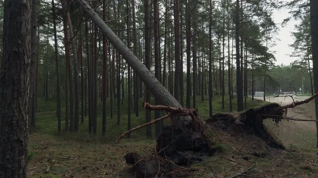 Fallen pine tree with uprooted root ball in quiet forest clearing after strong wind