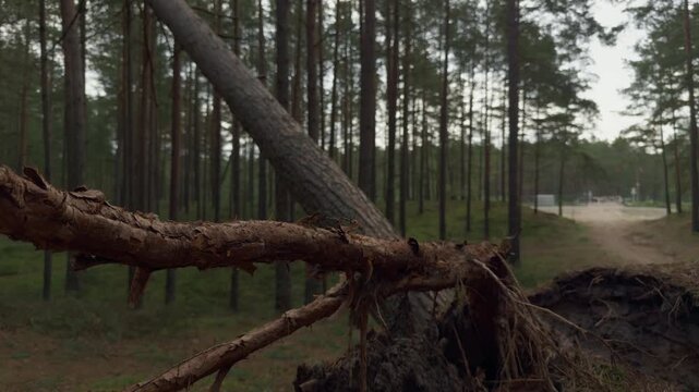 Broken fallen pine tree trunk lying across quiet forest clearing with tall straight trunks and soft overcast light