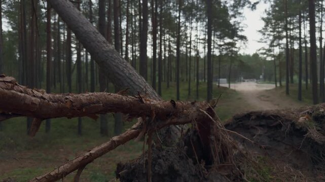 Fallen tree roots blocking forest path among tall pine trunks in misty woodland